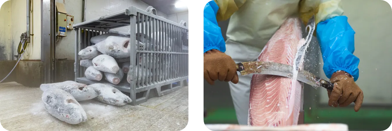 マグロ工場直送